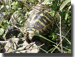 Testudo hermanni